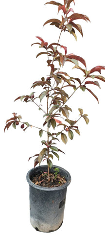 Fruit Tree Spice Zee Necta Plum 5Gallon Plant Nectaplum Outdoor Live Plant Ht7