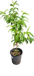 Fruit Fantasia Nectarine Plant 5 Gallon Grafted Ready Prunus Persica Peach best fruit Tree Live Plant Ht7