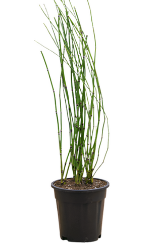 Equisetum Hyemale 3Gallon Horse Tail Horsetail Green Modern Bamboo Hedge Live Plant Ht7