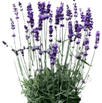 Lavandula Vera Plant English Lavender 5Gallon Evergreen Perennial Live Plant Fr7