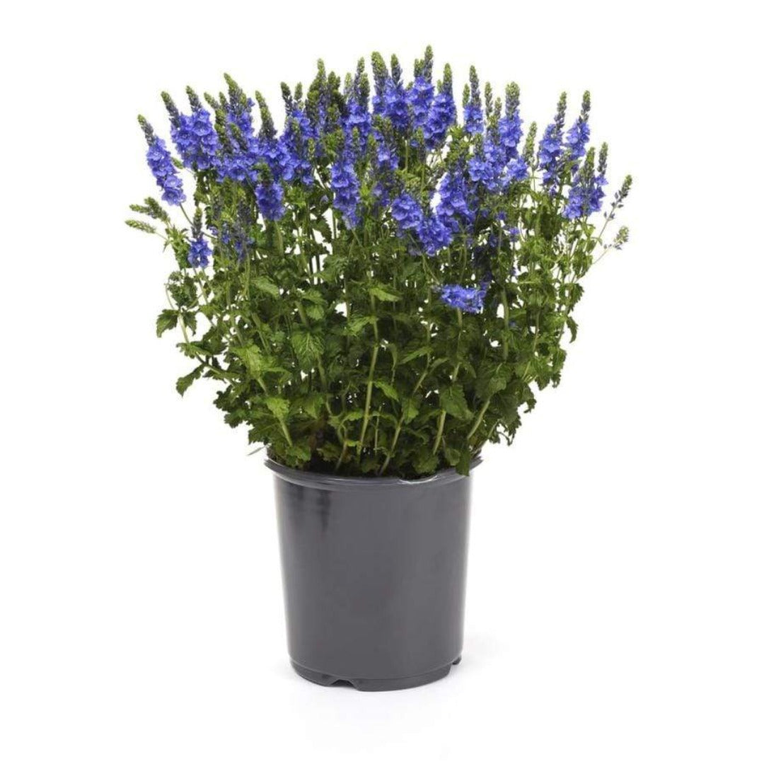 Veronica Longifolia Eveline 1Quart Speedwell Eveline Blue Long Leaf Sp ...