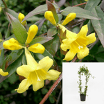 Gelsemium Sempervirens Espalier 5Gallon Plant Carolina Jasmine Live Plant Outdoor Fr7