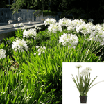 Agapanthus Africanus Rancho White 5Gallon Live Plant Outdoor Fr7