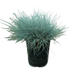 Festuca Ovina Glauca 10Packs Of 1Quart Plants Sheeps Fescue Mr7 Sheep Blue Gray Perennial Live Plant