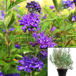 Caryopteris Clan Dark Knight 1Gallon Bluebeard Purple Flower Live Plant Mr7