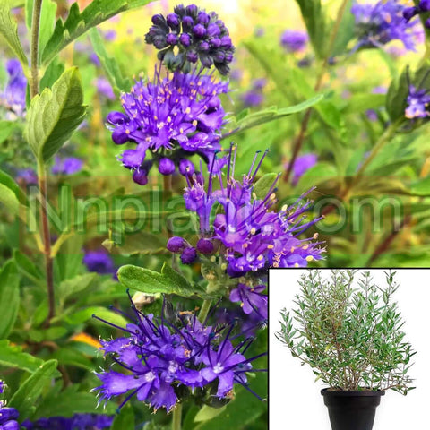 Caryopteris Clan Dark Knight 1Gallon Bluebeard Purple Flower  Live Plant Mr7