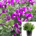 Polygala Dalmaisiana 5 Gallon Plant Sweet Pea Shrub Purple Live Plant Outdoor Gr7