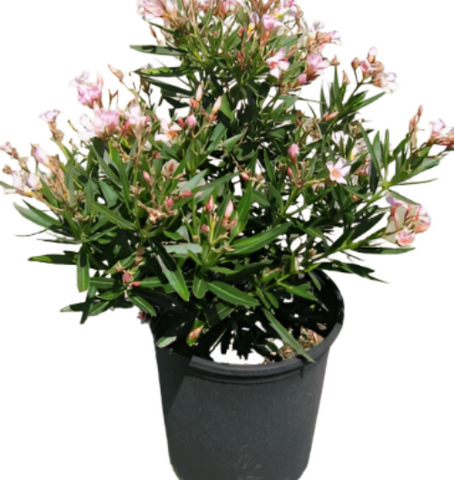 Nerium Oleander Petite Pink Bush 5Gallon Flower Gg7 Live Plant