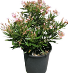 Nerium Oleander Petite Pink Bush 5Gallon Plant Live Plant