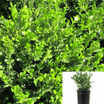 Buxus Green Beauty 1Gallon Microphyllus Microphylla Japonica Live Plant Gr7