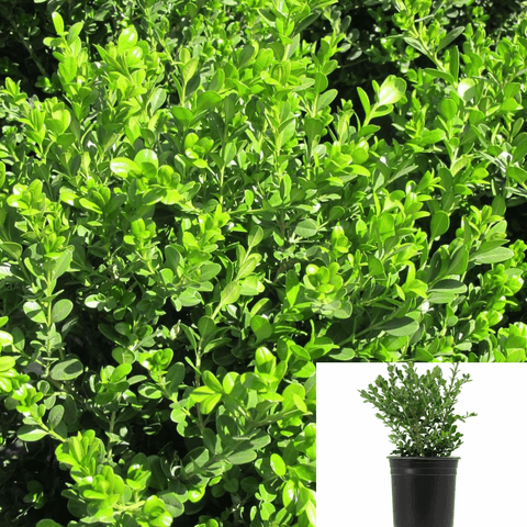 Buxus Green Beauty 1Gallon Microphyllus Microphylla Japonica Live Plant Gr7