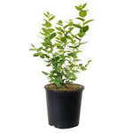 Blueberry Vacbril 2Gallon Plant Vaccinium Corymbosum Vacbri1 Variety Cabernet Splash Outdoor Fruit Tree Li