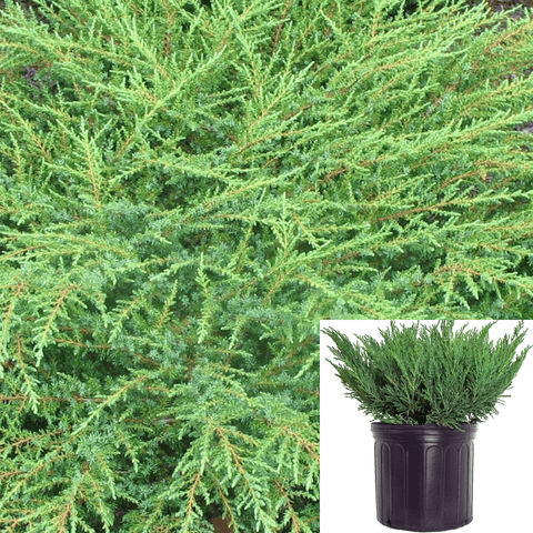 Juniperus Calgary Carpet 1Gallon Green Plant Juni Live Plant Gr7