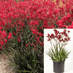 Anigozanthos Bush Ranger 1Gallon Kangaroo Paw Plant Pothos Bushranger Red Live Plant Ho7A