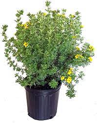 Potentilla Fruticosa Goldfinger 5Gallon Plant Shrubby Cinquefoil Yellow Outdoor Shrub