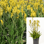 Anigozanthos Gold Velvet 5Gallon Kangaroo Paw Yellow Plant Perennials Outdoor Live Plant Gr7