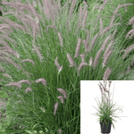 Pennisetum Orientale 5Gallon Plant Oriental Fountain Grass Live Plant Outdoor Gr7