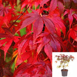 Acer Palmatum Fireglow 1Gallon Plant Japanese Maple Fire Glow Tree Live Plant Gg7