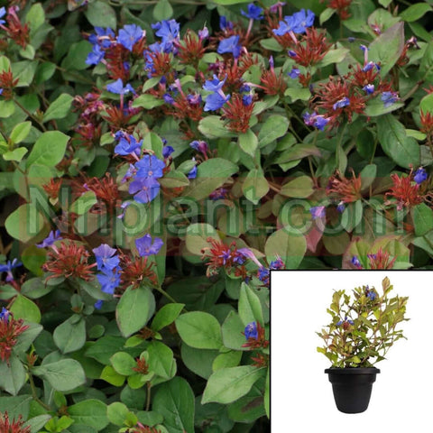 Ceratostigma Plumbaginoides 1Quart Blue Dwarf Plumbago Outdoor Live Plant Mgr7