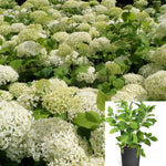 Hydrangea Arborescen Annabelle 5Gallon Plant Smooth Wild Sevenbark Flower Live Plant Gr7