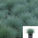 Festuca Ovina Glauca Plant Elijah Blue 1Gallon Grass Groundcover Fescue Live Plant Mr7