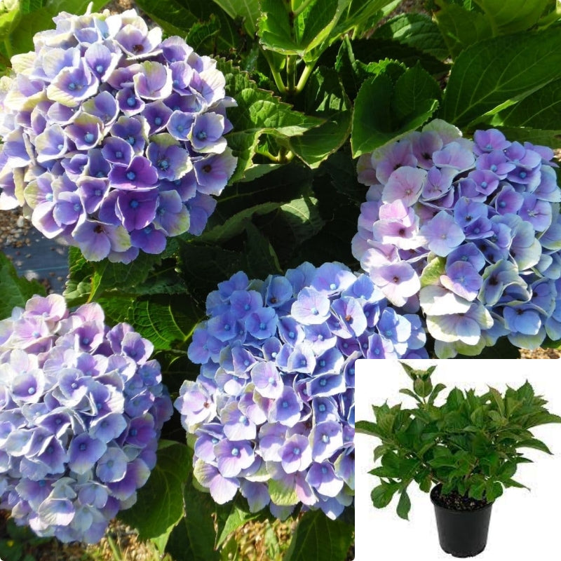 Hydrangea Mac Hokomathyst 5Gallon Plant Bigleaf Hydrangea Plant Hydran ...