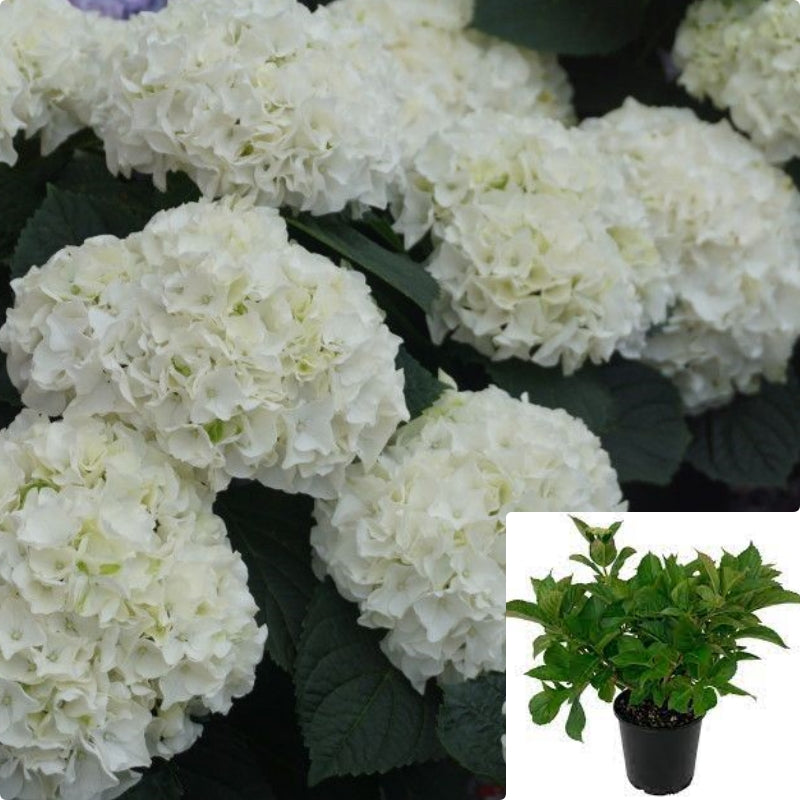 Hydrangea Mac Hortmabrid 5Gallon Plant Bigleaf Hydrangea Plant French ...