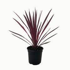 Cordyline Paso Doble 5Gallon Plant Australis Cabbage Tree Outdoor Palm Live Plant Gr7