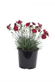 Dianthus Fire Star 1Gallon Plant Star Pinks Fire Star Red Plant Dianth ...