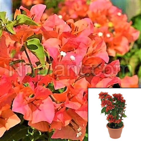 Boug Bengal Orange Espalier 5Gallon Plant Bougainvillea Pinkish Orange