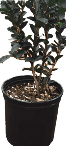 Camellia Sasanqua Yuletide 7Gallon Chinese Red Plant Brush Live Plant Ho7