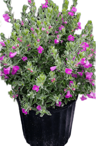 Leucophyllum Green Cloud Plant Lavender Texas Ranger Shrubs 5Gallon Live Plant Fr7
