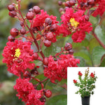 Lag Dynamite Multi Red 5Gallon Plant Lilac Of The South Plant Crape Myrtle Plant Crapemyrtle Tree Live Plant Fr7