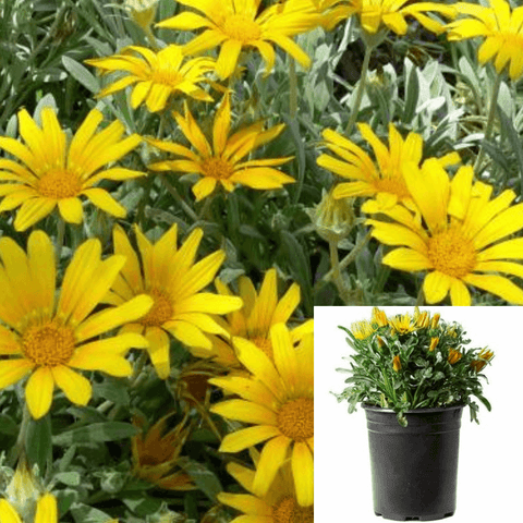 Gazania Mitsuya Yellow 1Gallon Mitsuwa Treasure Flower Full Live Plant Fr7