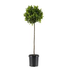 Laurus Nobilis Standard Tree 5Gallon Plant Bay Laurel Mediterranean Sweet Bay