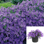 Campanula Muralis 1Gallon Campanula Muralis True Purple Plant Dalmatian Bellflower Brush 1Gallon Ckt Full Live Plant Mr7