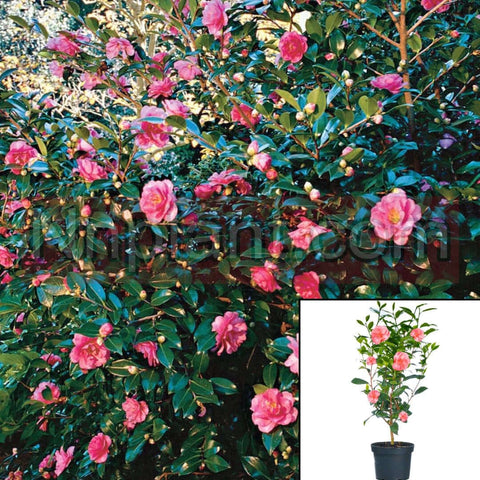 Camellia Sasanqua Cleopatra 7Gallon Plant Live Plant Outdoor Ho7