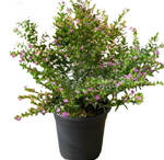 Cuphea Hyssopifolia Lavender 1Gallon Pink Purple Lace False Heather Plant Perennials Outdoor Live Plant Ho7