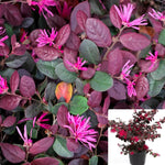 Loropetalum Purple Majesty 5Gallon Chinese Fringe Flower Ho7 Live Plant