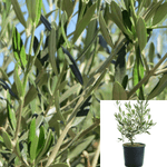 Olea Europaea Dwarf Fruitless 1 Gallon Olive Plant Wilsonii Shrub Outdoor Live Plant Mr7