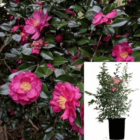 Camellia Sasanqua Kanjiro 3Gallon Japonica Japanese Plant Live Plant Ho7