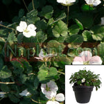 Erodium Cham Album Cranesbill White Flower Ground Cover Alpin Geranium Reichardii Live Plant 1Gallon Best Ht7