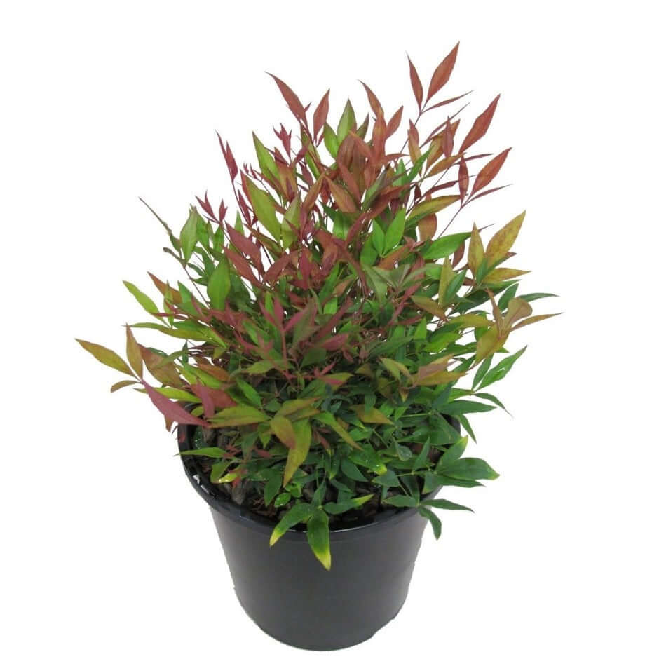 Nandina Domestica Plant Dwarf Spreading Heavenly Bamboo Plant Privacy ...