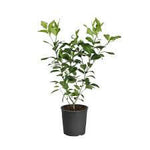 Citrus Lemon Eureka Standard Tree 2Gallon Plant Dwarf Palnt Limon Outdoor Fruit Live Plant Fr7