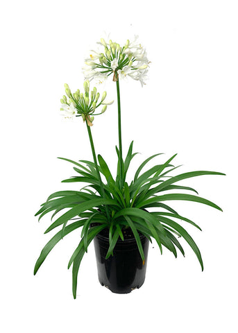 Agapanthus Africanus White 5Gallon Plant African Lily Of Nile Live Plant