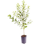 Fruit Cherry Lapins 5Gallon Plant Wild Outdoor Tree Live Plant Fr7