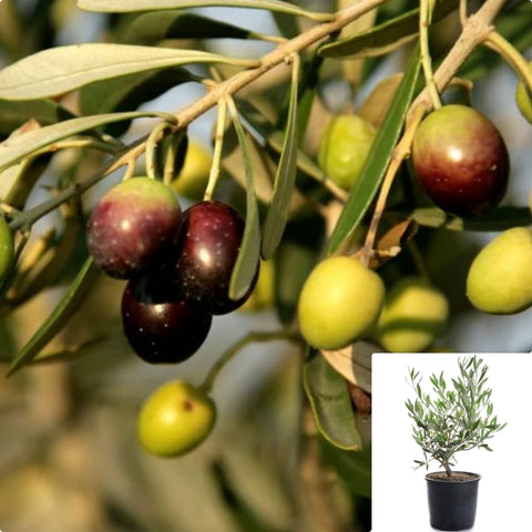 Olea Oblonga 1Gallon Plant Olea Europaea Plant Oblonga Plant Olea Europaea Subsp Tree Live Plant Fr7