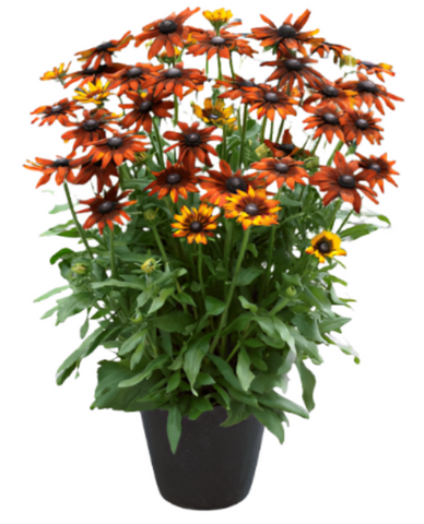 Echibeckia Blazing Fire 1 Gallon Yellow Live Plant Outdoor Gr7