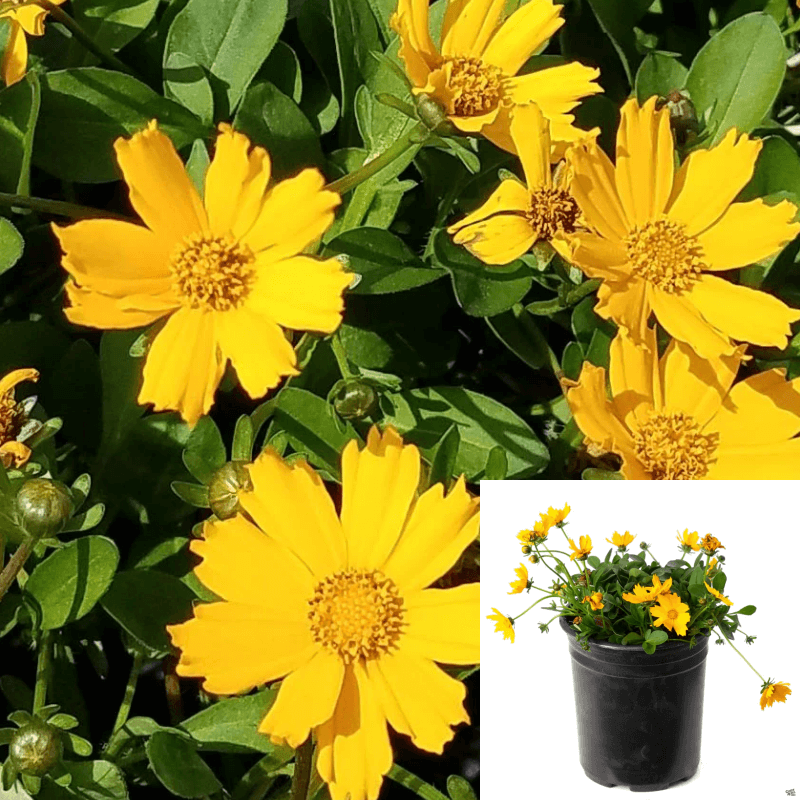 Coreopsis Auriculata Nana 1Quart Plant Dwarf Tickseed Live Plant Outdo ...