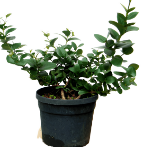 Carissa Macrocarpa 5Gallon Natal Plum Plant Perennials Outdoor Live Plant Fr7